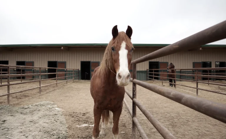 Tomari Farm, Holland, TX.